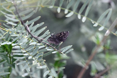 Hesperopsis alpheus