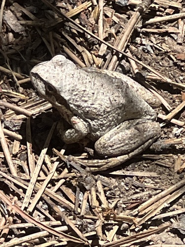 iNaturalist observation photo of Pacific chorus frog