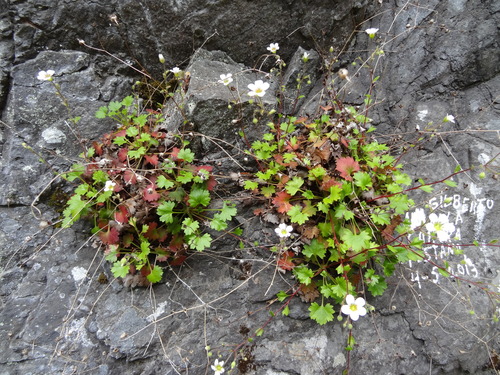 Saxifraga maderensis image