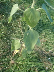 Media resource of Helianthus annuus