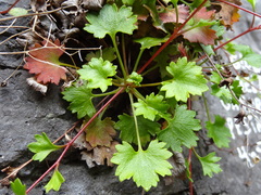 Saxifraga maderensis image