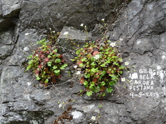 Saxifraga maderensis image