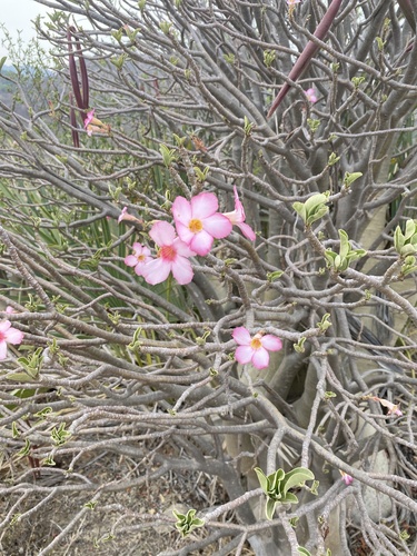 desert rose