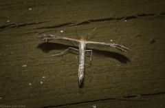 Stangeia xerodes
