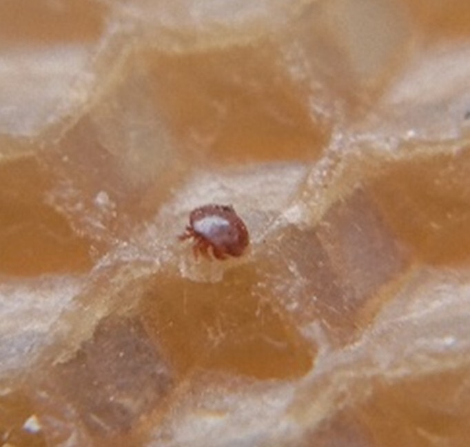 Varroa destructor Anderson & Trueman, 2000