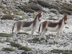 Equus kiang