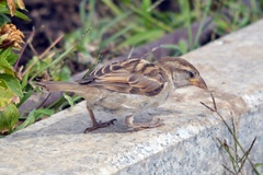 Passer domesticus