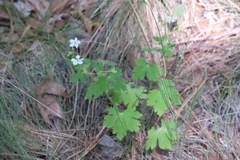 Geranium wislizeni