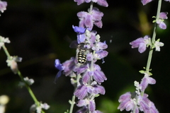 Anthidium