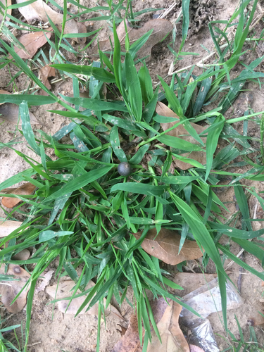 Digitaria ciliaris