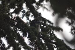 Sturnus vulgaris