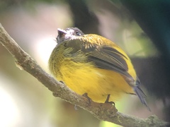 Myiotriccus ornatus