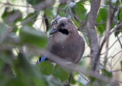 Garrulus glandarius