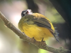 Myiotriccus ornatus