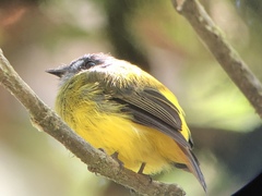 Myiotriccus ornatus