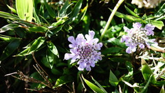 Scabiosa lacerifolia