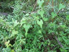 Schizopepon bryoniifolius