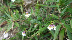 Euphrasia transmorrisonensis