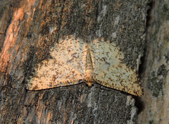Heliomata glarearia