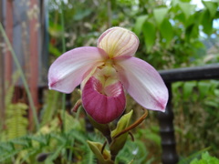 Phragmipedium