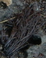 Cryptosiphonia woodii