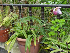Phragmipedium