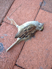 Zonotrichia albicollis