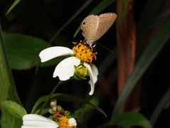 Jamides bochus formosanus