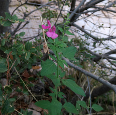 Salvia lemmonii