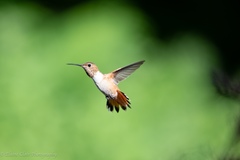 Selasphorus