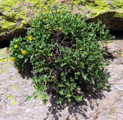 Perityle cochisensis