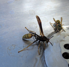 Mischocyttarus navajo