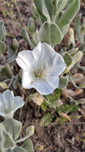Convolvulus persicus, photograph 4