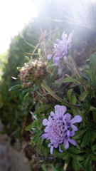 Scabiosa lacerifolia