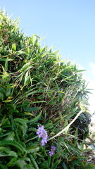 Scabiosa lacerifolia