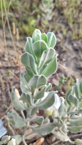 Convolvulus persicus, photograph 5