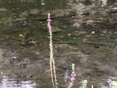 Lythrum salicaria