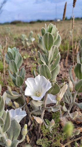 Convolvulus persicus, photograph 6