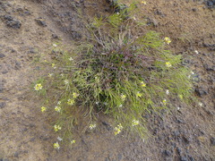 Sinapidendron frutescens image