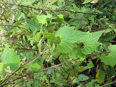 Schizopepon bryoniifolius