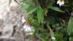 Euphrasia transmorrisonensis