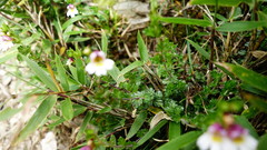 Euphrasia transmorrisonensis