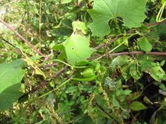 Schizopepon bryoniifolius