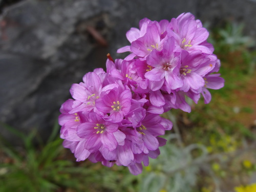 Armeria image