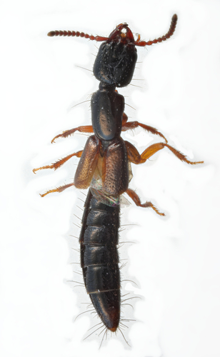 Kephalos Rove-hunter Beetle