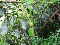 Schizopepon bryoniifolius