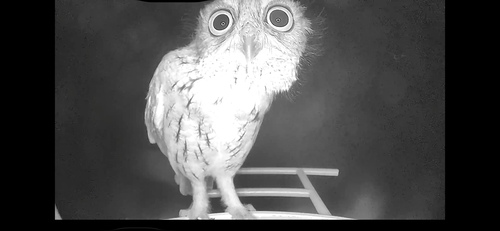 Eastern Screech-Owl photographed in Florida