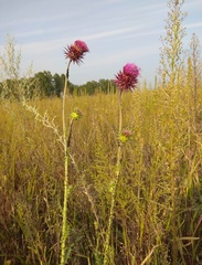 Carduus nutans leiophyllus