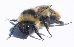 Bombus kirbiellus