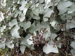 Pericallis aurita image